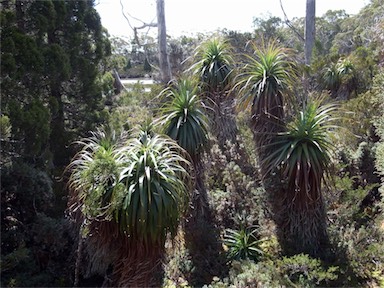 APII jpeg image of Richea pandanifolia  © contact APII