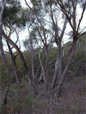 APII jpeg image of Eucalyptus amygdalina  © contact APII