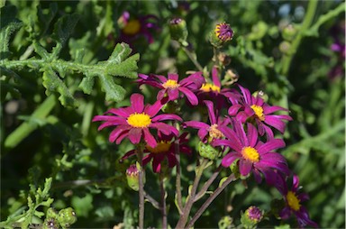 APII jpeg image of Senecio elegans  © contact APII