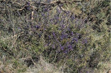 APII jpeg image of Hovea montana  © contact APII