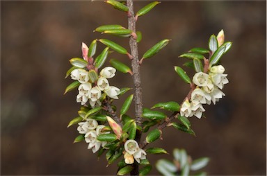 APII jpeg image of Monotoca empetrifolia  © contact APII