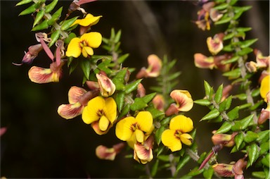 APII jpeg image of Bossiaea cinerea  © contact APII