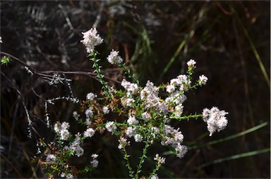 APII jpeg image of Sprengelia incarnata  © contact APII