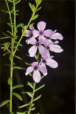 APII jpeg image of Tetratheca pilosa subsp. latifolia  © contact APII