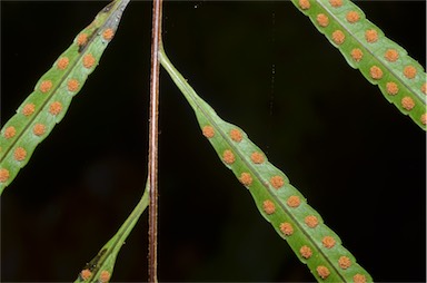 APII jpeg image of Drynaria rigidula  © contact APII