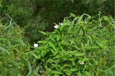 APII jpeg image of Convolvulus erubescens  © contact APII