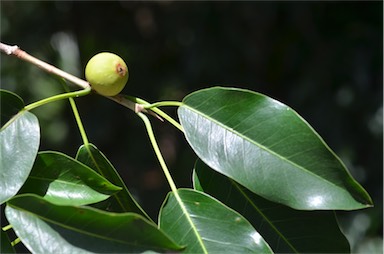APII jpeg image of Ficus henneana  © contact APII