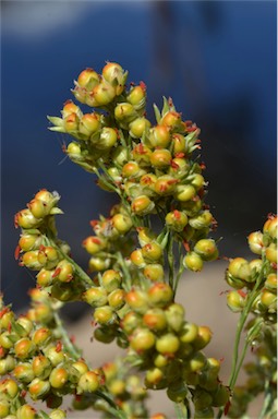 APII jpeg image of Sorghum bicolor  © contact APII