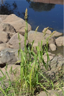 APII jpeg image of Echinochloa esculenta  © contact APII