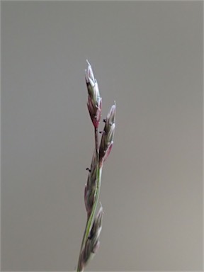 APII jpeg image of Tripogonella loliiformis  © contact APII