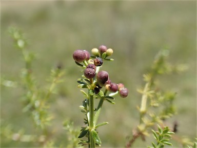 APII jpeg image of Asperula conferta  © contact APII