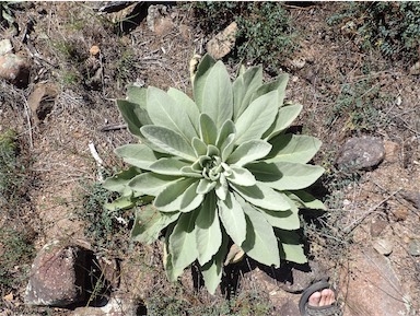 APII jpeg image of Verbascum thapsus subsp. thapsus  © contact APII