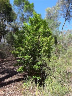 APII jpeg image of Hodgkinsonia ovatiflora  © contact APII