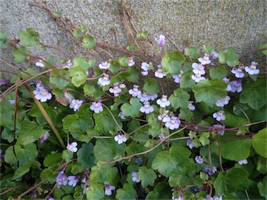 APII jpeg image of Cymbalaria muralis  © contact APII