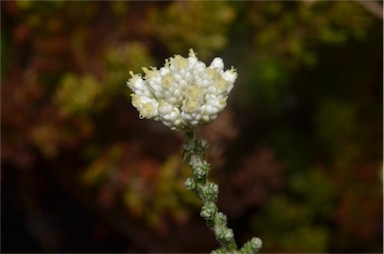 APII jpeg image of Ozothamnus lepidophyllus  © contact APII