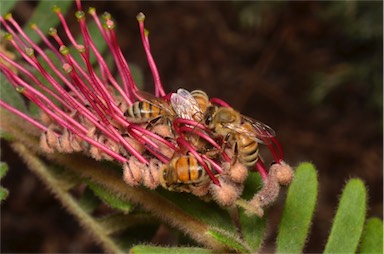 APII jpeg image of Grevillea caleyi  © contact APII