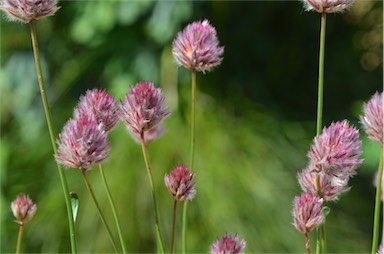 APII jpeg image of Ptilotus drummondii 'Magenta'  © contact APII