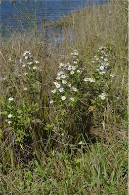 APII jpeg image of Symphyotrichum novi-belgii  © contact APII