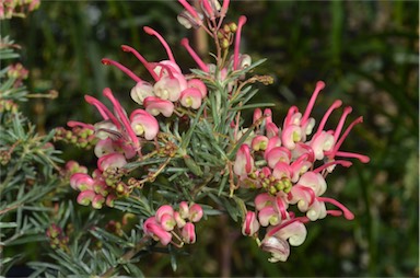 APII jpeg image of Grevillea 'Laura's Dwarf'  © contact APII