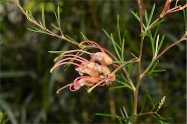 APII jpeg image of Grevillea 'Mallee Dawn'  © contact APII