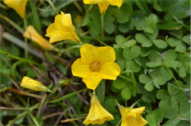 APII jpeg image of Oxalis perdicaria  © contact APII