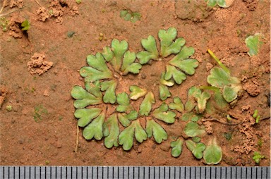 APII jpeg image of Riccia inflexa  © contact APII