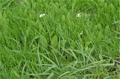 APII jpeg image of Nothoscordum borbonicum  © contact APII