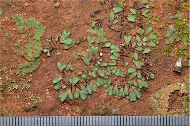 APII jpeg image of Riccia inflexa  © contact APII
