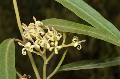 APII jpeg image of Parsonsia eucalyptophylla  © contact APII