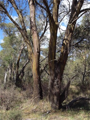 APII jpeg image of Eucalyptus stellulata  © contact APII