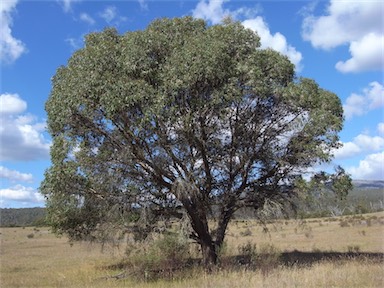 APII jpeg image of Eucalyptus stellulata  © contact APII