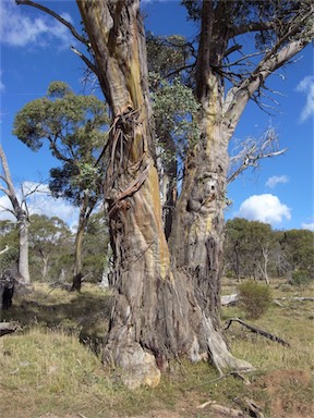 APII jpeg image of Eucalyptus stellulata  © contact APII