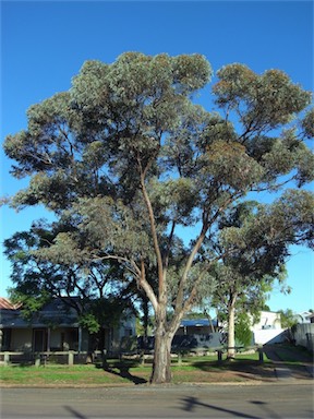 APII jpeg image of Eucalyptus torquata  © contact APII