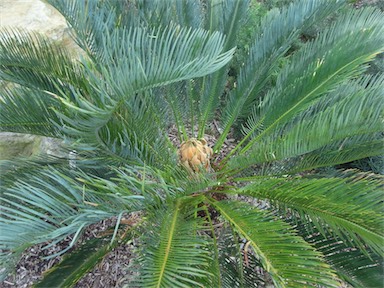 APII jpeg image of Cycas platyphylla  © contact APII