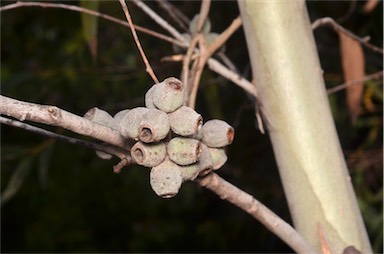 APII jpeg image of Eucalyptus olsenii  © contact APII