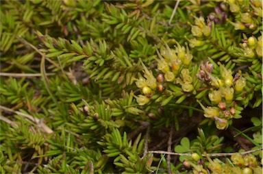 APII jpeg image of Homoranthus sp. nov. (Copeland 2695)  © contact APII