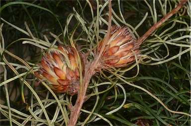 APII jpeg image of Banksia tenuis var. reptans  © contact APII