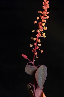APII jpeg image of Homalanthus stillingiifolius  © contact APII