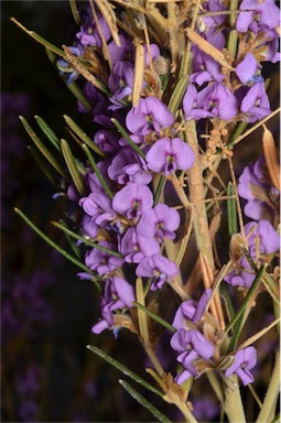 APII jpeg image of Hovea asperifolia subsp. asperifolia  © contact APII