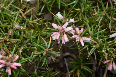 APII jpeg image of Lissanthe strigosa subsp. subulata  © contact APII