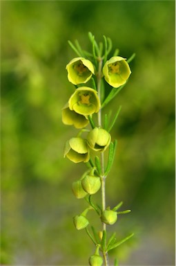 APII jpeg image of Boronia megastigma 'Lutea'  © contact APII