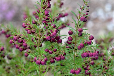 APII jpeg image of Boronia heterophylla 'Purple Jared'  © contact APII