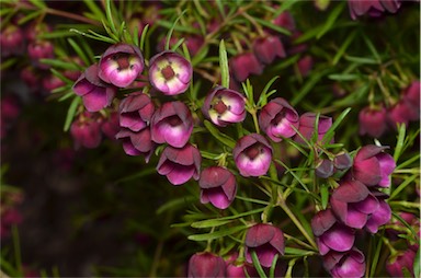 APII jpeg image of Boronia heterophylla 'Purple Jared'  © contact APII