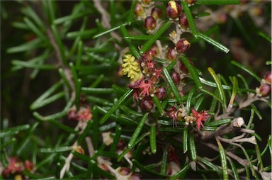 APII jpeg image of Bertya rosmarinifolia  © contact APII