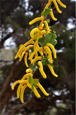 APII jpeg image of Acacia denticulosa  © contact APII