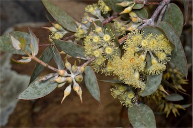 APII jpeg image of Eucalyptus gillii  © contact APII