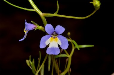 APII jpeg image of Lobelia claviflora  © contact APII