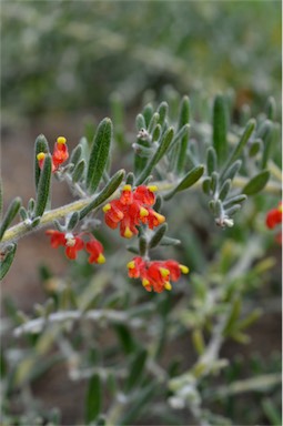 APII jpeg image of Grevillea saccata  © contact APII