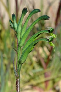 APII jpeg image of Anigozanthos viridis  © contact APII