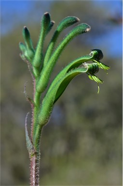 APII jpeg image of Anigozanthos viridis  © contact APII